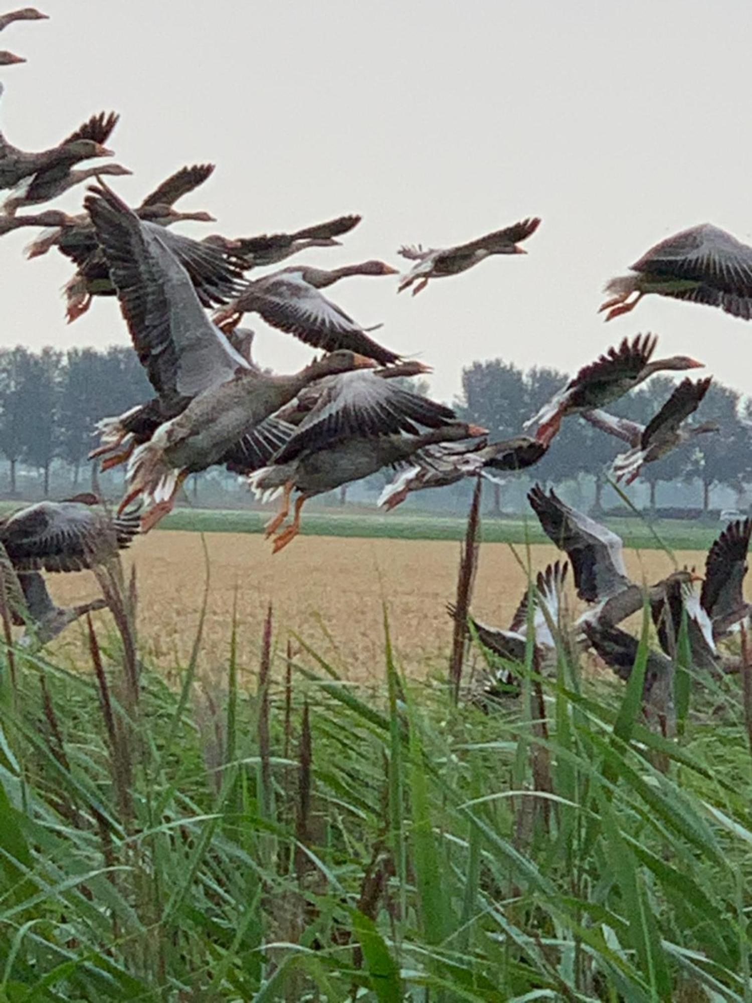 Vakantiewoning Le Garaazje 'S-Gravendeel Bagian luar foto